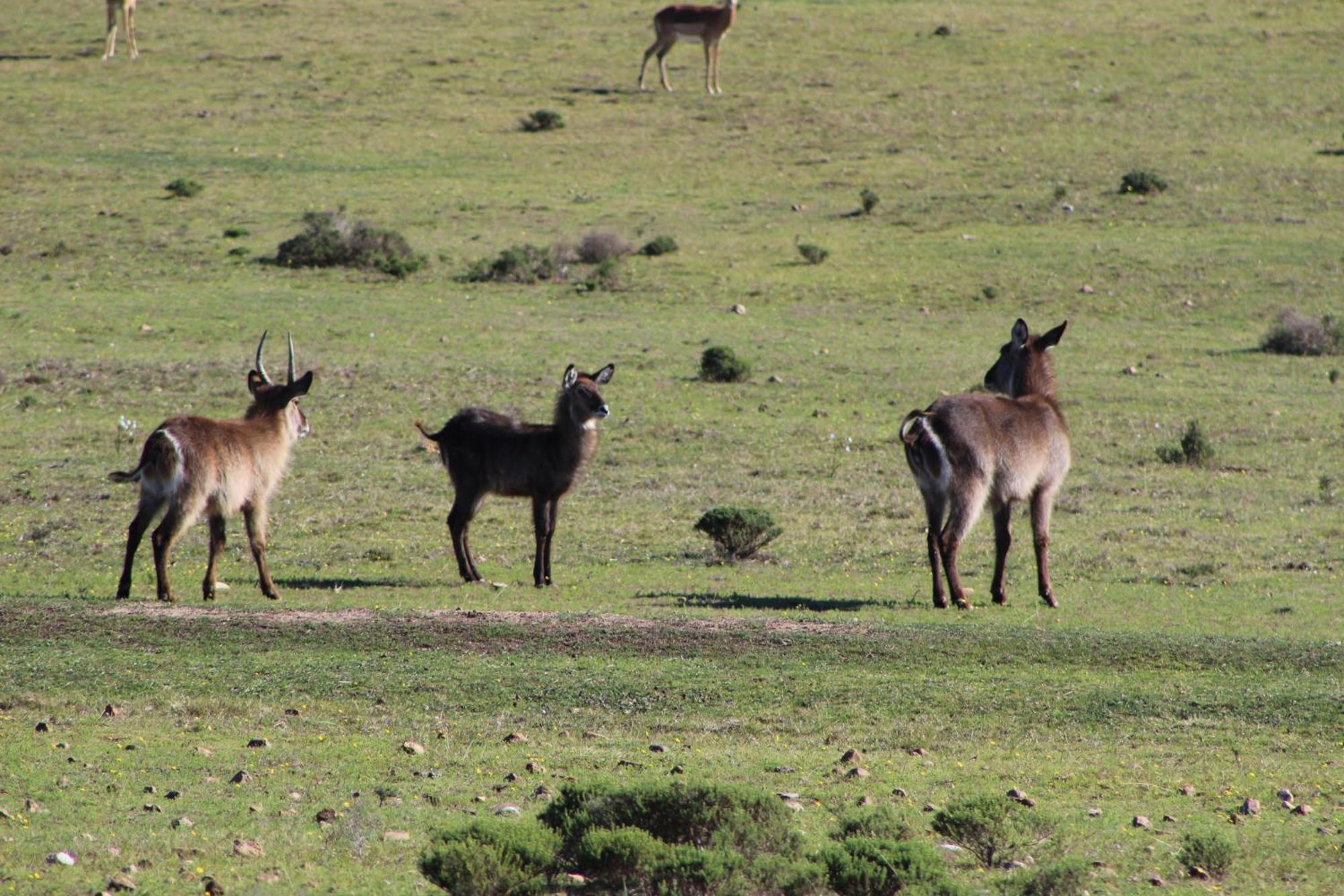 Hartenbos Private Game Lodge Exteriör bild
