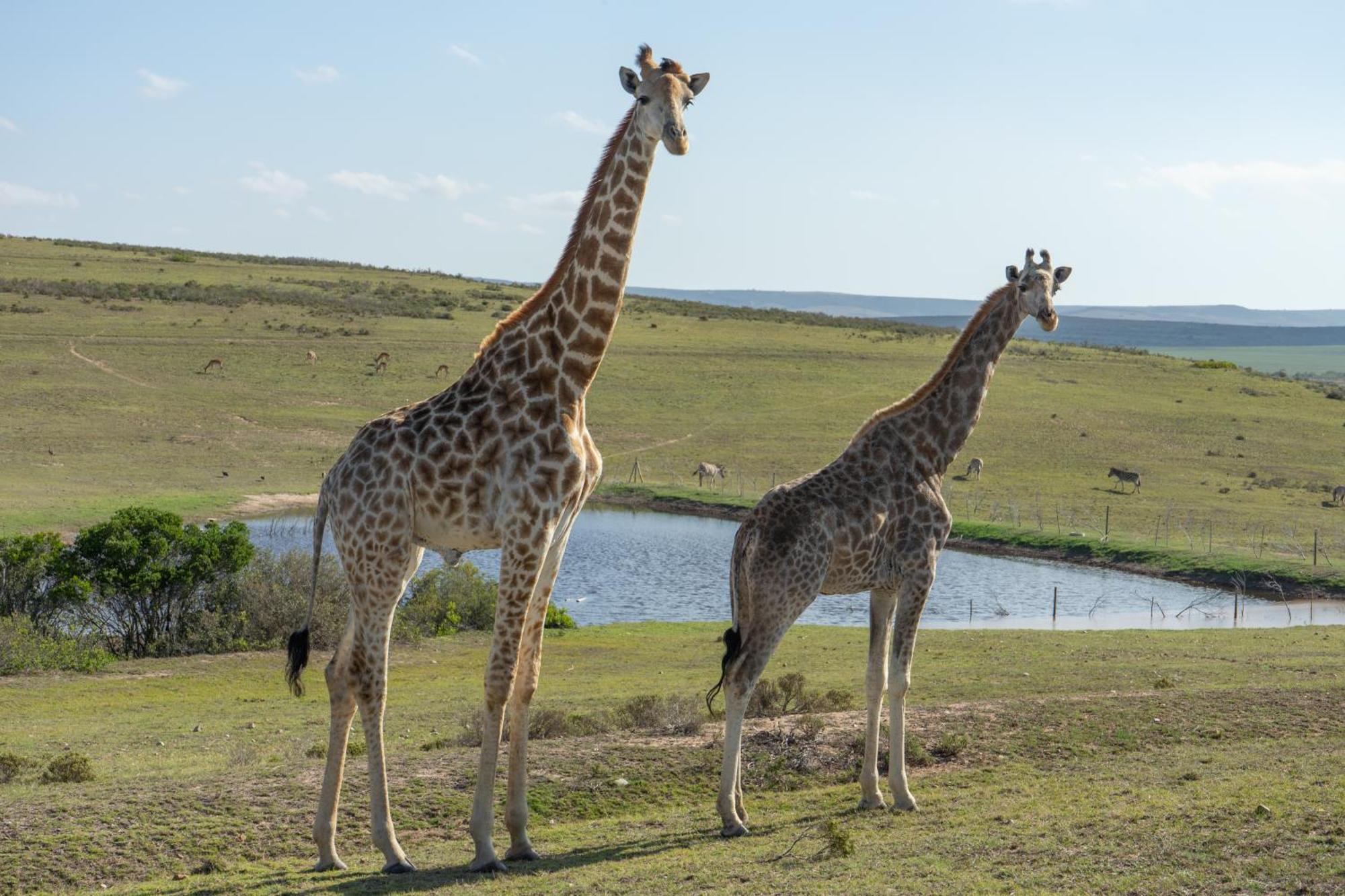 Hartenbos Private Game Lodge Exteriör bild