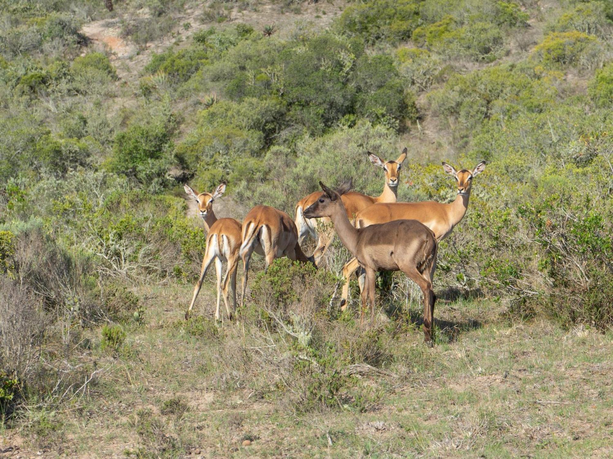 Hartenbos Private Game Lodge Exteriör bild