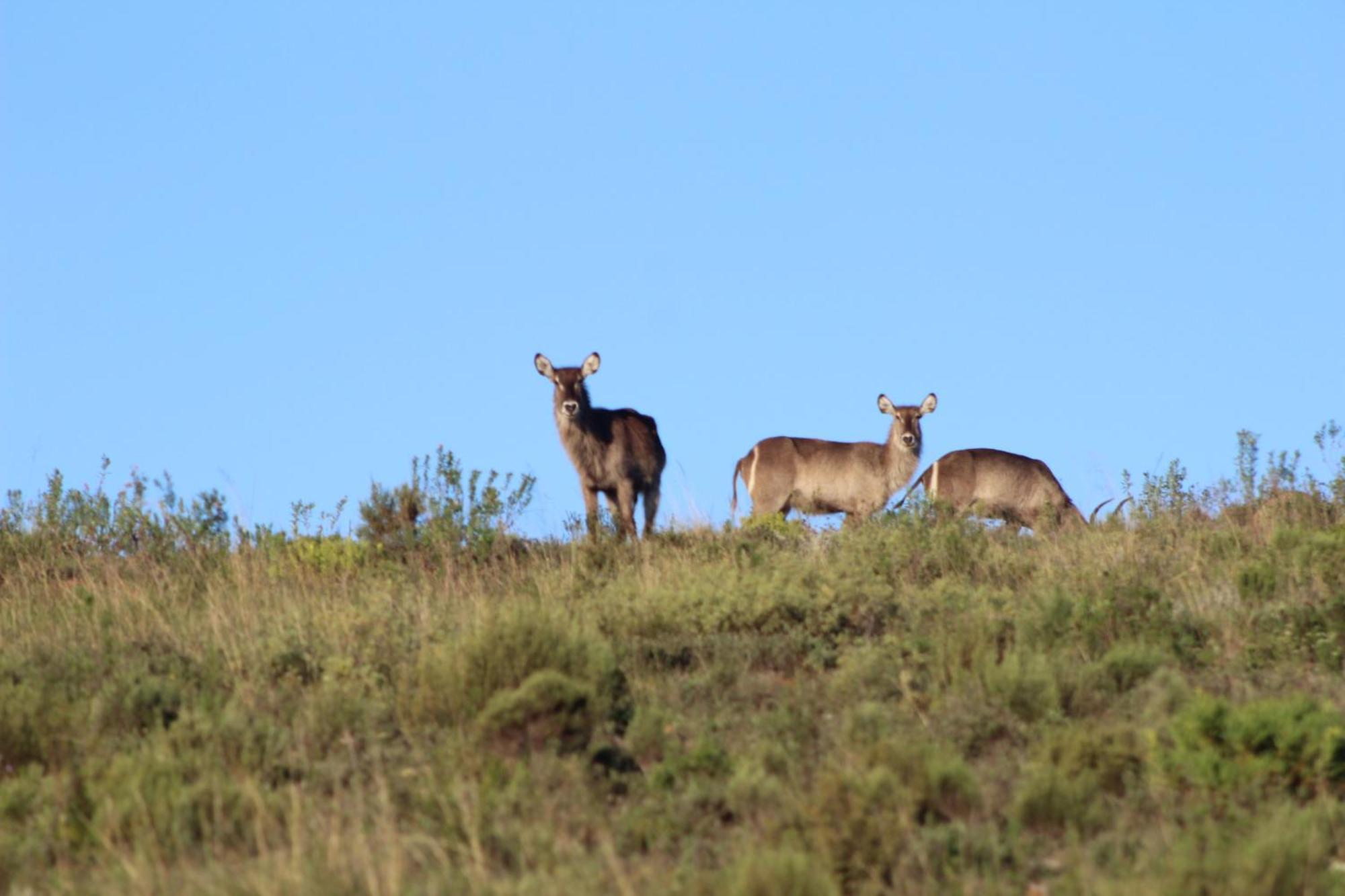 Hartenbos Private Game Lodge Exteriör bild