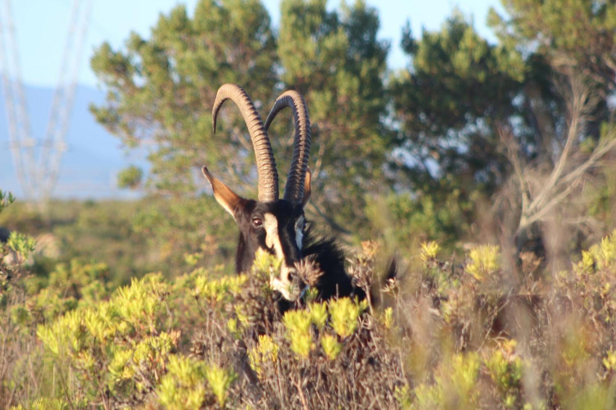 Hartenbos Private Game Lodge Exteriör bild