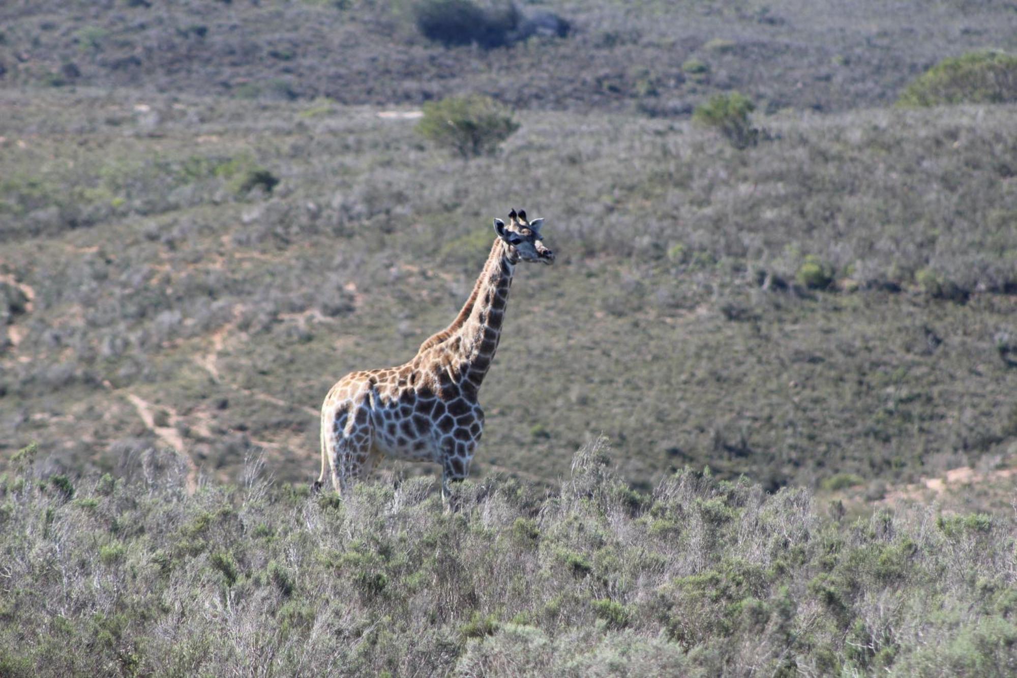 Hartenbos Private Game Lodge Exteriör bild
